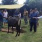 Foto Dandim 0912 Kubar Saat Menyerahkan Hewan Qurban