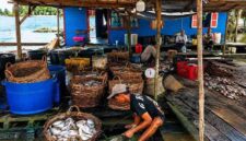 Tampak Pergerakan Ekonomi Lokal Masyarakat Kampung Muara Beloan Menggeliat dari Sektor Perikanan.